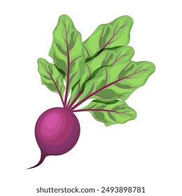 Remolachas con tapas, aisladas sobre un fondo blanco. Ilustración vectorial de un vegetal.