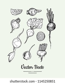 Beets vegetable isolated groceries vector set for poster, label template. Fresh food line hand drawn illustration. Sweet beet black white sketch isolated vegetables, vegetarian poster, restaurant menu