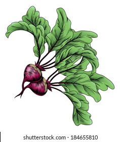 A beets vintage woodcut illustration in a vintage style