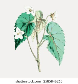 Begonia Cathcartii flower, vintage Himalayan plants illustration isolated on white, vector.