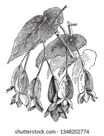 Begonia Coeeinea is flowering plant. Its flowers are a small size, they grows in groups, vintage line drawing or engraving illustration.