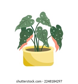 Begonia flat vector illustration. Indoor flower or plant in flowerpot or vase, begonia in pot isolated on white background. Interior, urban jungle concept