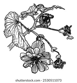 Begonia flower hand drawn sketch. Botanical illustration. Natural flowering plant. Branch with leaves, buds, flowers. Flora. Vector engraving line art.