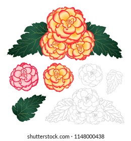 55 vectores de Begonia tuberosa - Vectores, imágenes y arte vectorial de  stock | Shutterstock