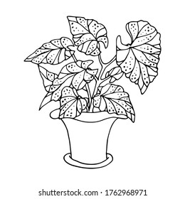 植木鉢にベゴニア 手描きの 鉢植え スケッチ 落書き 白黒 ベクターイラスト のベクター画像素材 ロイヤリティフリー