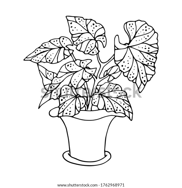 植木鉢にベゴニア 手描きの 鉢植え スケッチ 落書き 白黒 ベクターイラスト のベクター画像素材 ロイヤリティフリー
