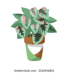 Begonia in flowerpot for home or office flat vector illustration. Indoor houseplant, flower with big green and pink leaves in pot isolated on white background. Nature, urban jungle concept