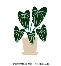Begonia houseplant in flowerpot. Flat hand drawn foliage plant for modern office or home decor illustration. Cute green flower for urban jungle garden.