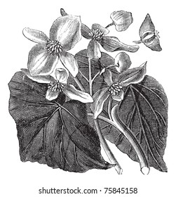 Begonia also known as Begoniaceae flower, vintage engraved illustration of Begonia flower.