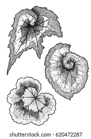 Begonia leaf illustration, drawing, engraving, ink, line art, vector