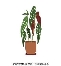 Begonia maculata, potted plant with spotted leaf. Green houseplant growing in planter. House foliage decor in flowerpot. Leafy indoor decoration. Flat vector illustration isolated on white background