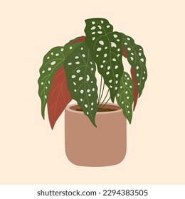 Begonia maculata with spotted leaves in flowerpot. Beautiful houseplant for interior decoration. Hand drawn vector illustration isolated on light background. Modern flat cartoon style.