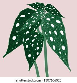 Begonia maculata wightii. Hand-drawn vector illustration with unusual indoor plant for your design.