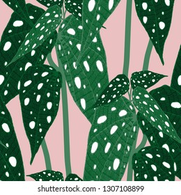 Begonia maculata wightii. Hand-drawn vector seamless pattern with unusual indoor plant for your design.