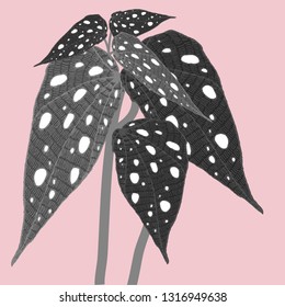 Begonia maculata wightii. Hand-drawn vector illustration with unusual indoor plant for your design.