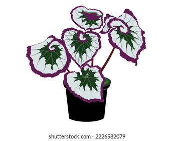 55 vectores de Begonia tuberosa - Vectores, imágenes y arte vectorial de  stock | Shutterstock