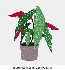 Begonia en la cacerola, planta de la casa, ilustración vectorial plana. 