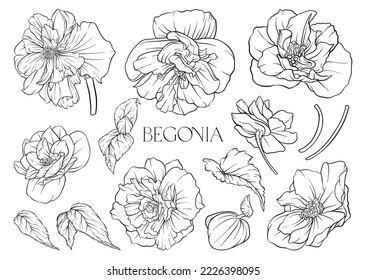 Begonia. Set of flowers and leaves. Isolated vector illustration.