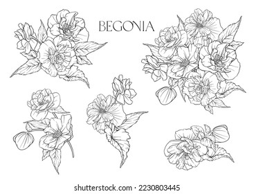 Begonia. Set of flowers and leaves. Isolated vector illustration.