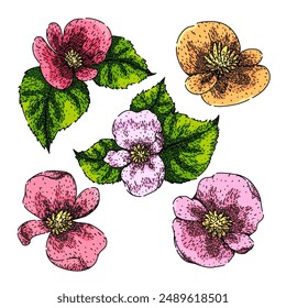 begonia set hand drawn. rose plant, tuberhybrida pot, spring blossom begonia vector sketch. isolated color illustration
