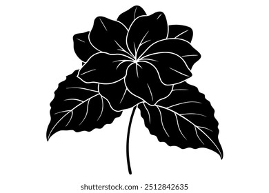 Begonia Silhouette vector illustration on white background. Black and white art.