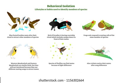 Behavioral isolation vector illustration collection set. Lifestyles or habits used in nature to identify members of species with examples of blue footed boobies, birds, frogs, fireflies and crickets.