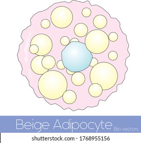 Beige adipocyte fat cell vector illustration eps 
