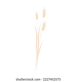 Beige bunny tail grass. dried lagurus grass. a bouquet of dried flowers. Vector stock illustration. Isolated on a white background.