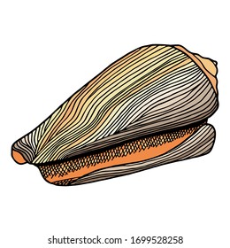 Beige colored seashell. Hand drawn vector illustration of underwater shell. Nautical element isolated on white background for cards, logo, decoration, print