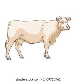 Сattle. Beige cow on white background. Stock Vector