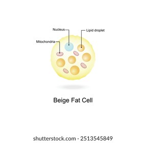 Células de grasa de color beige. Adipocitos. Gotas de lípidos. Tejido adiposo. Ilustración vectorial.	