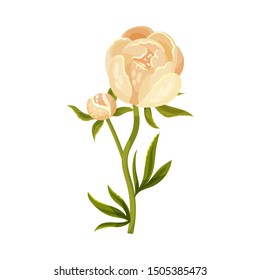 Beige flower and peony bud. Vector illustration on a white background.