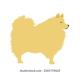 Beige German Spitz dog breed vector illustration isolated. Small pet.