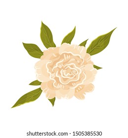 Beige peony flower. Vector illustration on a white background.