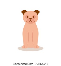 Beige pug with brown ears and nose sits on a white background
