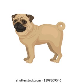 Beige pug puppy standing isolated on white background. Dog with funny wrinkled muzzle and curled tail. Flat vector icon