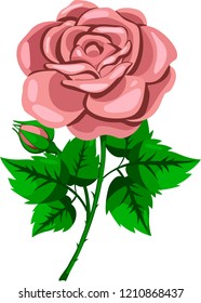 beige rose branch vector illustration,rose flower on a green stalk with leaves and bud