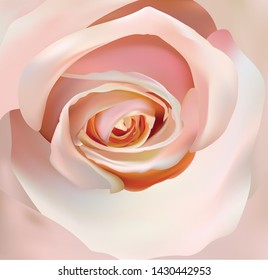Beige rose close up. 3d realistic rose. Beautiful rose. Vector illustration