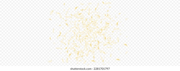 Beige Sakura Fly Vector Panoramic Transparent Background. White Tender Flower Backdrop. Light Blossom Beauty Design. Gold Lotus Falling Pattern. Summer Petal Texture.