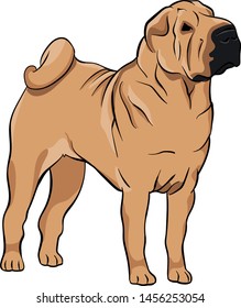 Beige Shar Pei Puppy Illustration Vector