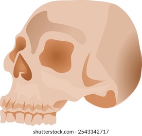 Beige single anatomy skeleton skull