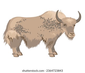 Beige spotted yak with long hair. A pet in Nepal and Tibet. Vector, cartoon style. Dairy cattle, large cow on a white background