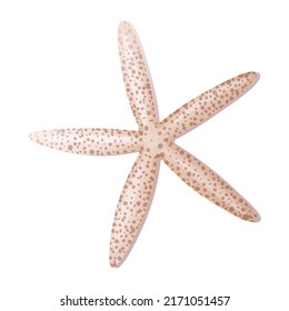 Beige starfish on a white background. Mollusk vector illustration.Beach,sea illustration. Suitable for decor, stickers, prints.