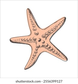 Beige starfish in sketch style. Vector sea animal. Hand drawn illustration. Doodle starfish. Element for summer isolated on white background.