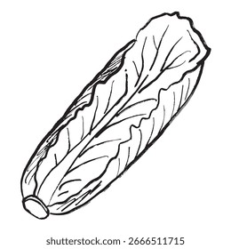 Diseño de repollo de Beijing en textura de pincelada negra aislada en blanco. Dibujado a mano ilustración de boceto de Vector en tinta de carbón vintage. Ingrediente de la ensalada, diseño del menú, vegetal de la granja del verano