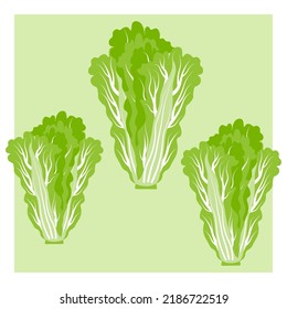 Beijing cabbage, petsai, lettuce, cabbage set, on a greenish frame background. Vector illustration of healthy ingredients, healthy vegetables.