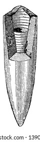 Belemnites abbreviates is the state fossil of Delaware, vintage line drawing or engraving illustration.