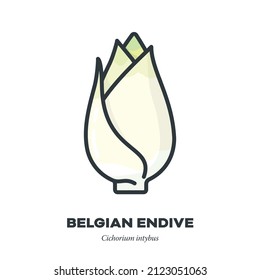 Belgan Endive or Chicory leaf vegetable icon, outline with color fill style vector illustration.