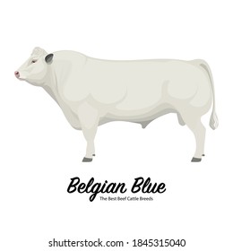 Belgian Blue - The Best Beef Cattle Breeds. Farm animals. Vector Illustration.