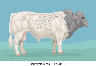 Belgian Blue Bull Breed